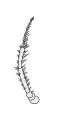 Die zweite Antenne von Gammarus locusta.