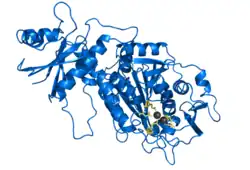 Leucin-Aminopeptidase