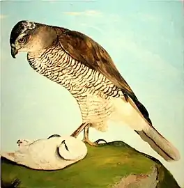 "Der Habicht und das Schneehuhn" (ungar.: Héja hófajddal), Öl auf Karton 1893,  Bestand Csontváry Múzeum, Pécs