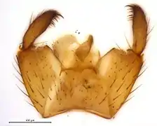 Hypopygium