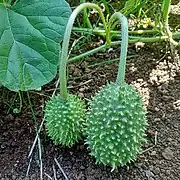Antillengurke (Maxixe, Gherkin)
