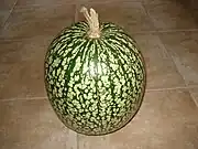 Feigenblatt-Kürbis