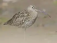 1982 Großer Brachvogel