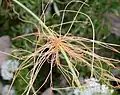 Cuscuta pentagona mit sprossbürtigen Haustorien