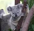 Vorbild für manche Teddybären ist der Koala