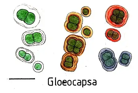 Verschieden gefärbte Spezies von Gloeocapsa. Balken ca. 10&nbsp;µm