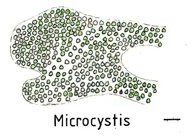 Kolonie von Microcystis.Balken ca. 10 µm