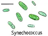 Illustration von Synechococcus. Balken ca. 10 µm