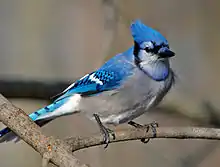 Foto eines Blauhähers
