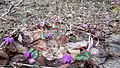 Mit Cyclamen coum