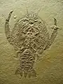 Zehnfußkrebs Cycleryon propinquus