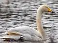 Singschwan mit gestrecktem Hals