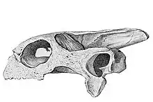 Schädel von Cylindraspis inepta
