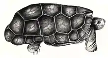 Cylindraspis  peltastes