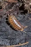 Cylisticus convexus