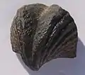 Armfüßer Cyrtina multiplicata, Mitteldevon, Spanien
