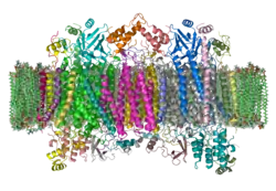 Cytochrom-c-Oxidase
