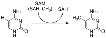 Methylierung von Cytosin zu 5-Methylcytosin