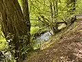 Alt- und Totholz an der Dörpe bei Kaltenborn