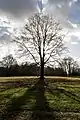 Solitärbaum