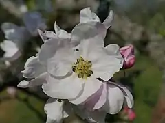 Einzelblüte