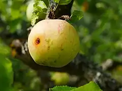 Frucht am Baum