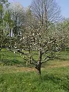 Ganzer Baum