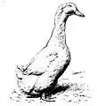 Pekingente