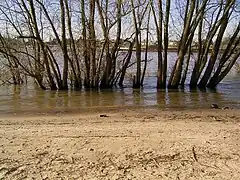 Bäume am Rheinufer bei Hochwasser