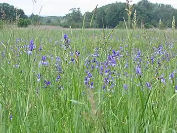 Irisblüte