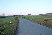 Baumrodungen bei Zbenice, 2021