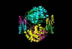 3-Desoxyarabinoheptulosanat-7-phosphat-Synthase (E. coli)
