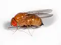 Drosophila suzukii&nbsp;– Weibchen