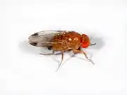 Drosophila suzukii&nbsp;– Männchen