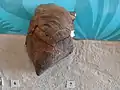 Dachziegelmuschel Parainoceramus pernoides, syn. Kolymia