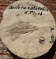 Daclera Naturalis : holotype : N. Théobald.