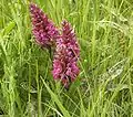 Breitblättriges Knabenkraut (Dactylorhiza majalis)