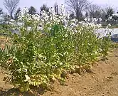 Daikon-Blüten­stand, Saitama 2009