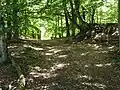 Weg über die ursprüngliche Küstenkante des Altdarßes, von der gegenwärtigen Küstenlinie ca. 6 km entfernt