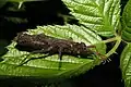 Dares murudensis, Weibchen