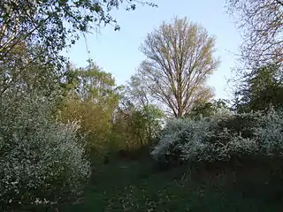 Das Waldstück westlich des Speyerlachsee und rechts der Geländeversprung