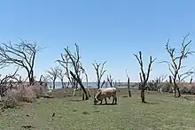 Cattle graze on the shores of Lake Ngami south of Botswana’s Okavango Delta