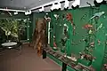 Dauerausstellung Regenwald