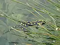 Feuersalamander am Reproduktionsgewässer