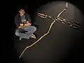 Der chilenische Kurator, David Rubilar, und das originale Skelett