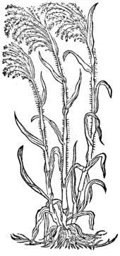 Milium