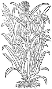 Sorghi