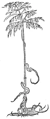 Auena