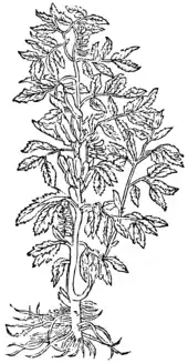 Phaselus, Satiuus