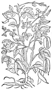 Phaseolus